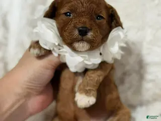 Cavapoo dogs Freya - Ad 34