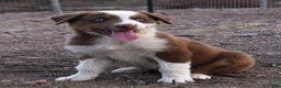 Australian Shepherd dogs for sale: Red tri male with blue eyes - Ad 2
