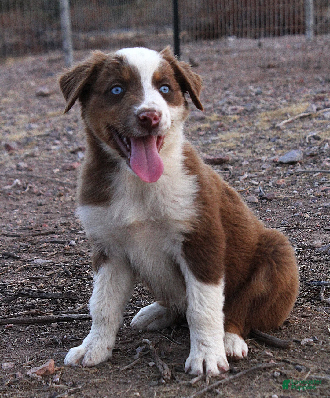 Australian Shepherd dogs for sale: Red tri male with blue eyes - Ad 2