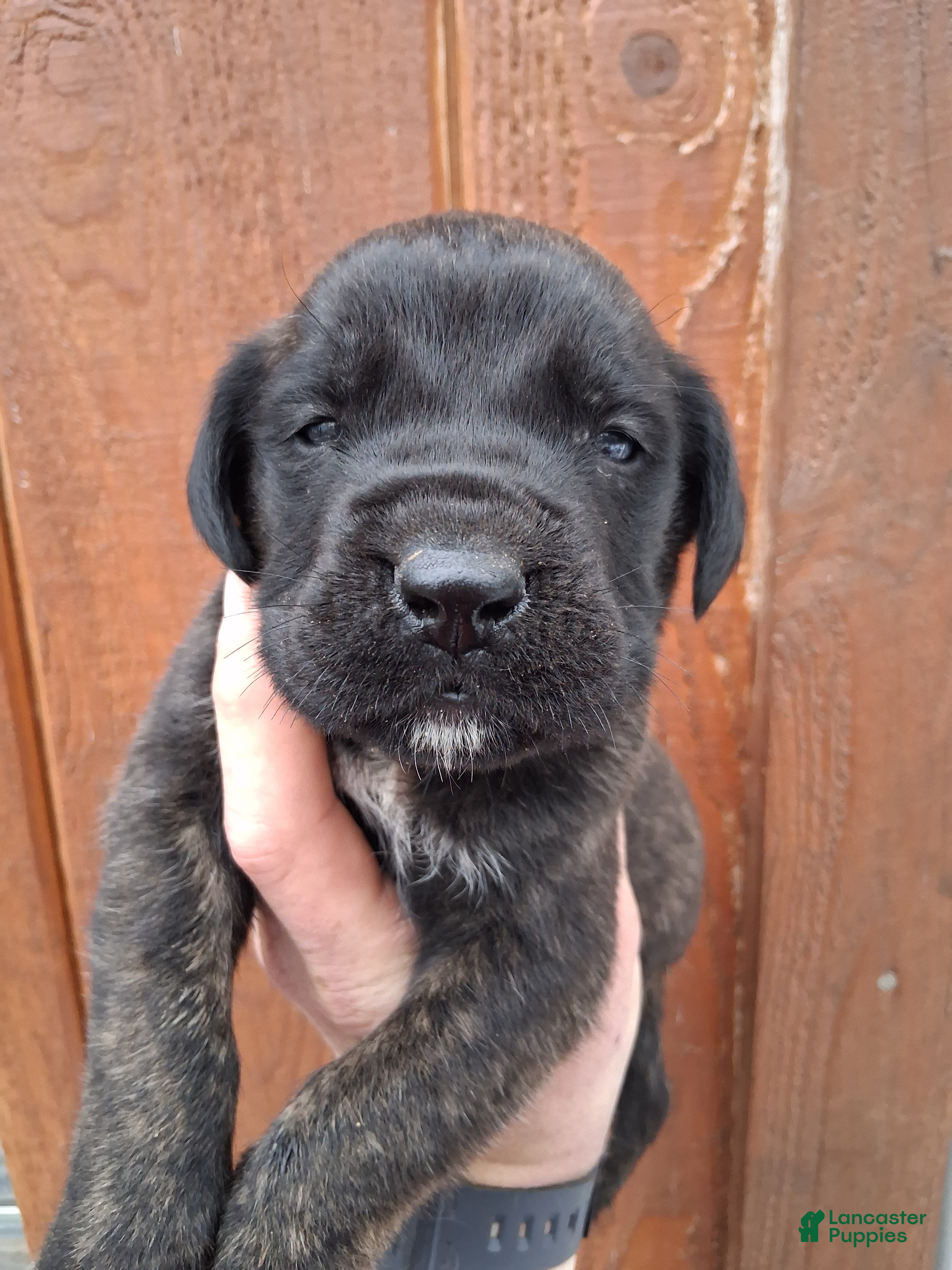 English Mastiff dogs Diesel - Ad 1