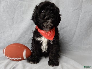 Cockapoo dogs Benny - Ad 37