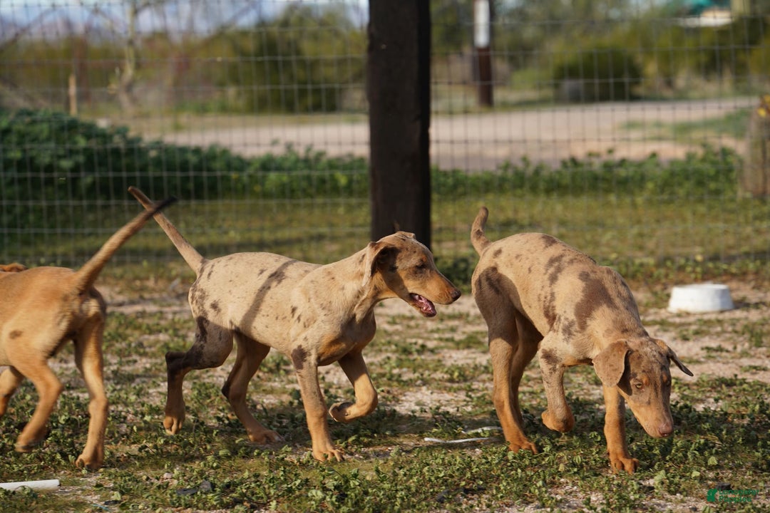 Mixed Breed dogs for sale: Lilac Fawn Merle F1 RT - Ad 12