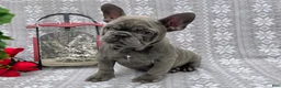 French Bulldog dogs for sale: Heather - Ad 5