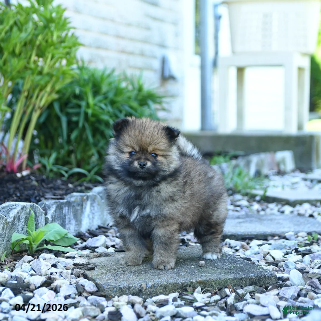 Pomeranian dogs for sale: Buster - Ad 1