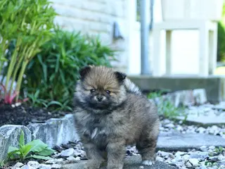 Pomeranian dogs for sale: Buster - Ad 1