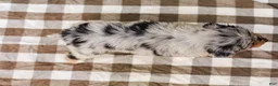 Aussiedoodle dogs for sale: Addie Standard Sized - Ad 10