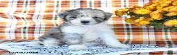 Mini Goldendoodle dogs for sale: Ashley - Ad 3