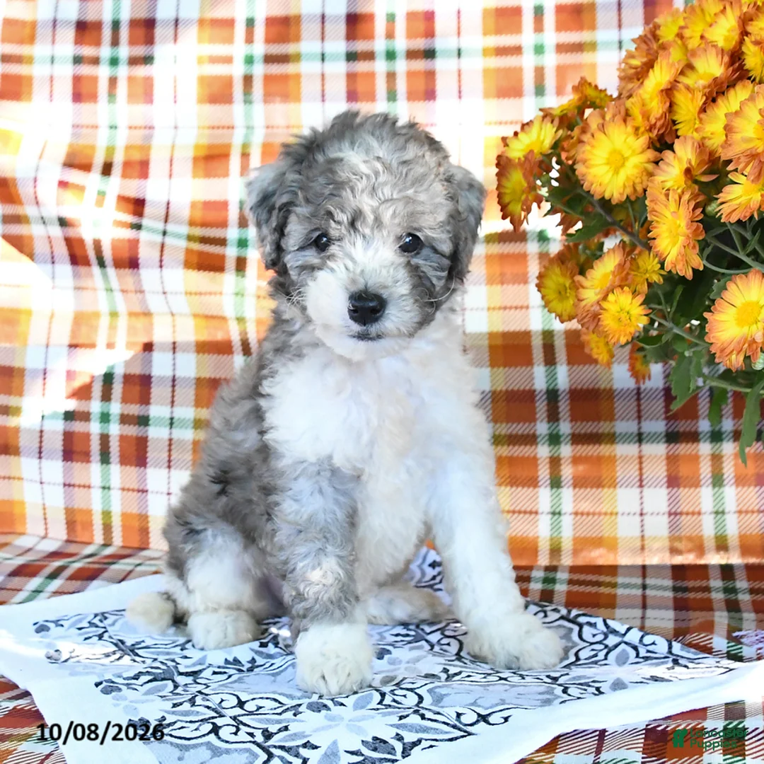 Mini Goldendoodle dogs for sale: Ashley - Ad 3