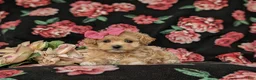 Maltipoo dogs for sale: Sierra 6 lbs full grown - Ad 6