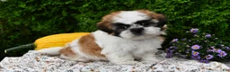 Teddy Bear dogs for sale: Tyler - Ad 3
