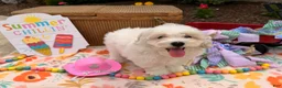 Bichpoo dogs for sale: Samantha  - Ad 5
