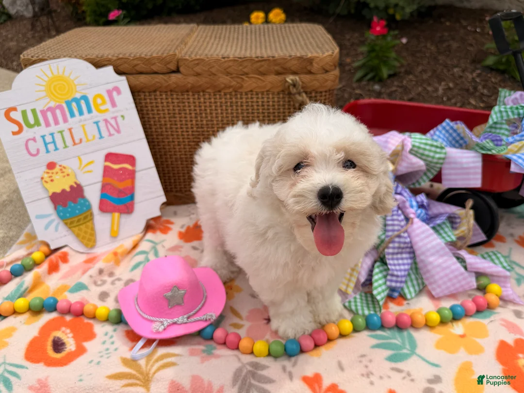 Bichpoo dogs for sale: Samantha  - Ad 5