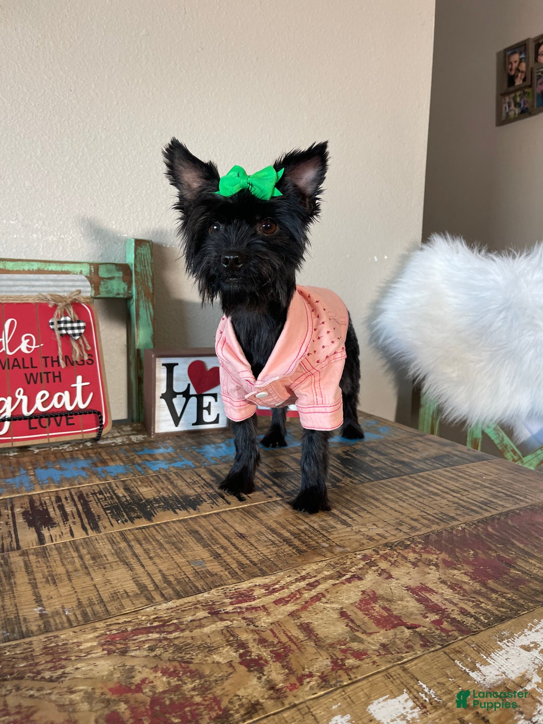 Yorkshire Terrier dogs for sale: KB Black Mia - Ad 7