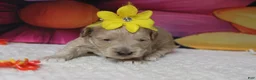 Schnoodle dogs for sale: Sherry  - Ad 8