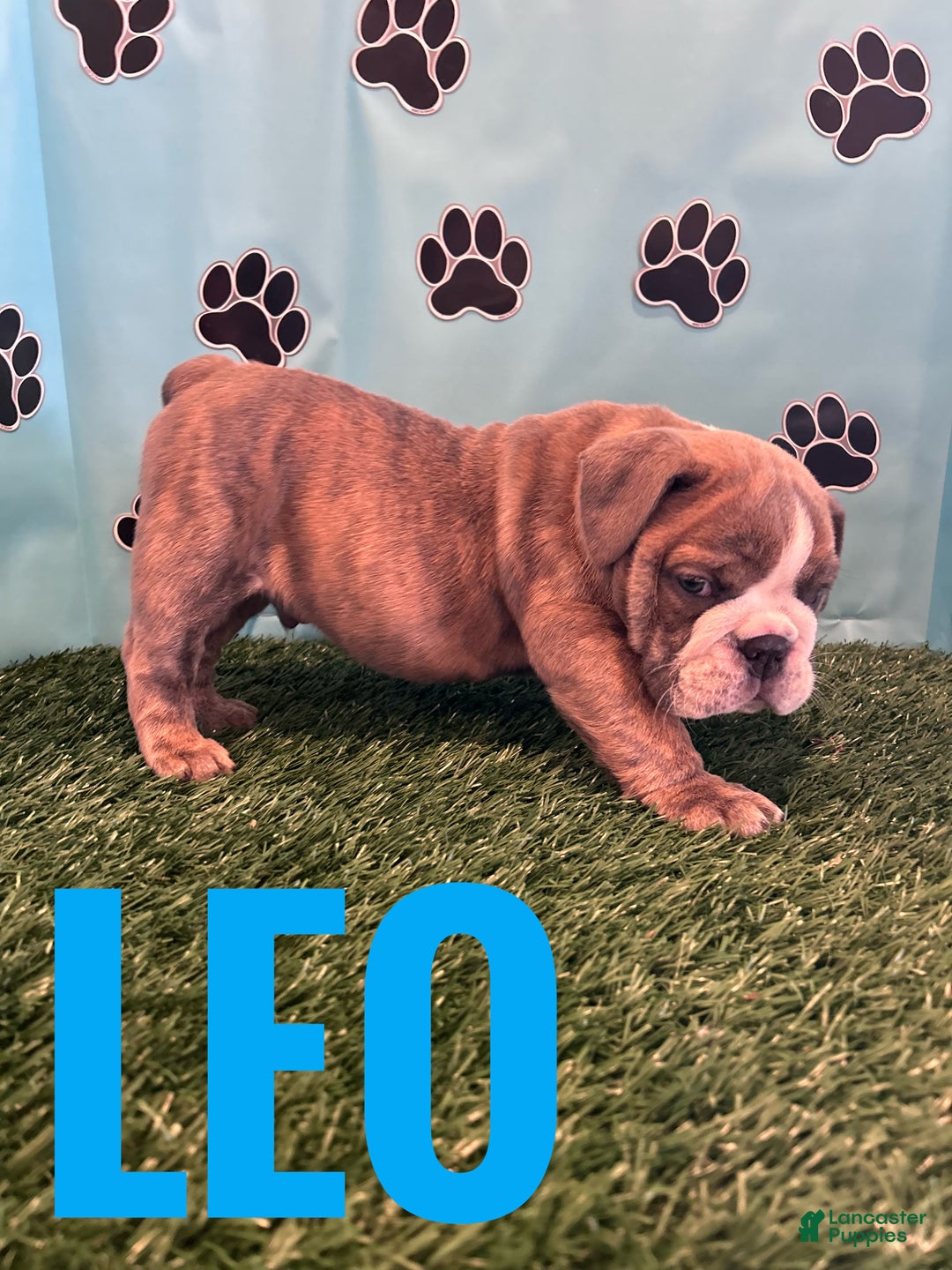 English Bulldog dogs for sale: LEO - Ad 4