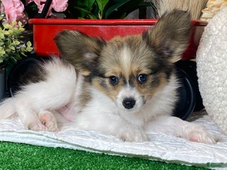 Papillon dogs Rascal - Ad 19