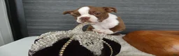 Boston Terrier dogs for sale: Boston Terrier 4 Gracy - Ad 4
