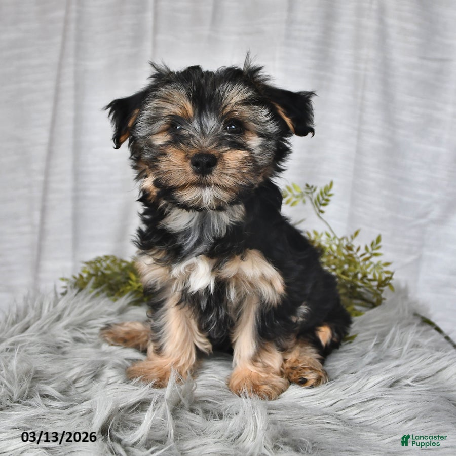 Morkie dogs Buster - Ad 1