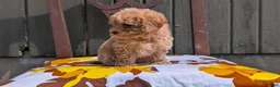 Miniature Poodle dogs for sale: Max - Ad 8
