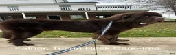Newfoundland dogs for sale: “ Coco Chanel” OFA, CH, AKC - Ad 10