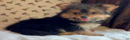 Mixed Breed dogs for sale: Designer Breed Yorkishire Terrier, Pomeranian Mix Puppy Female Roxy - Ad 2