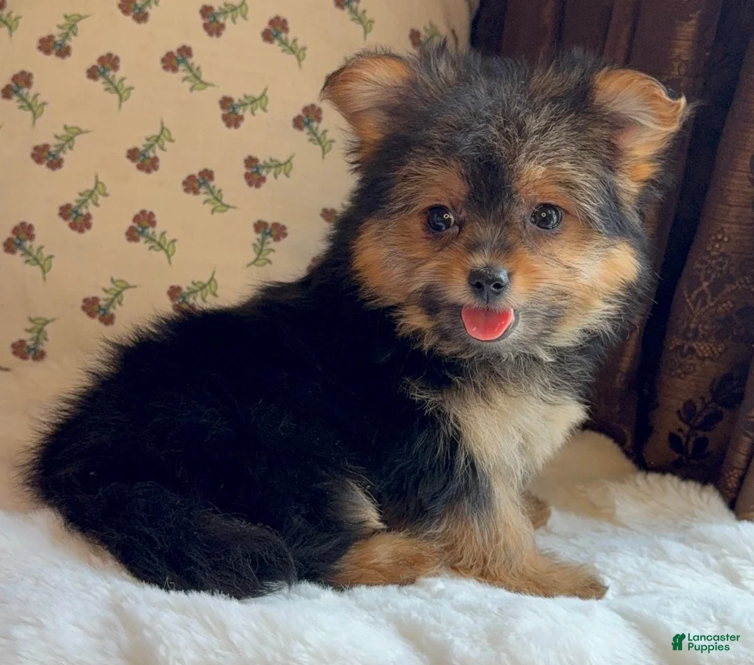 Mixed Breed dogs for sale: Designer Breed Yorkishire Terrier, Pomeranian Mix Puppy Female Roxy - Ad 2