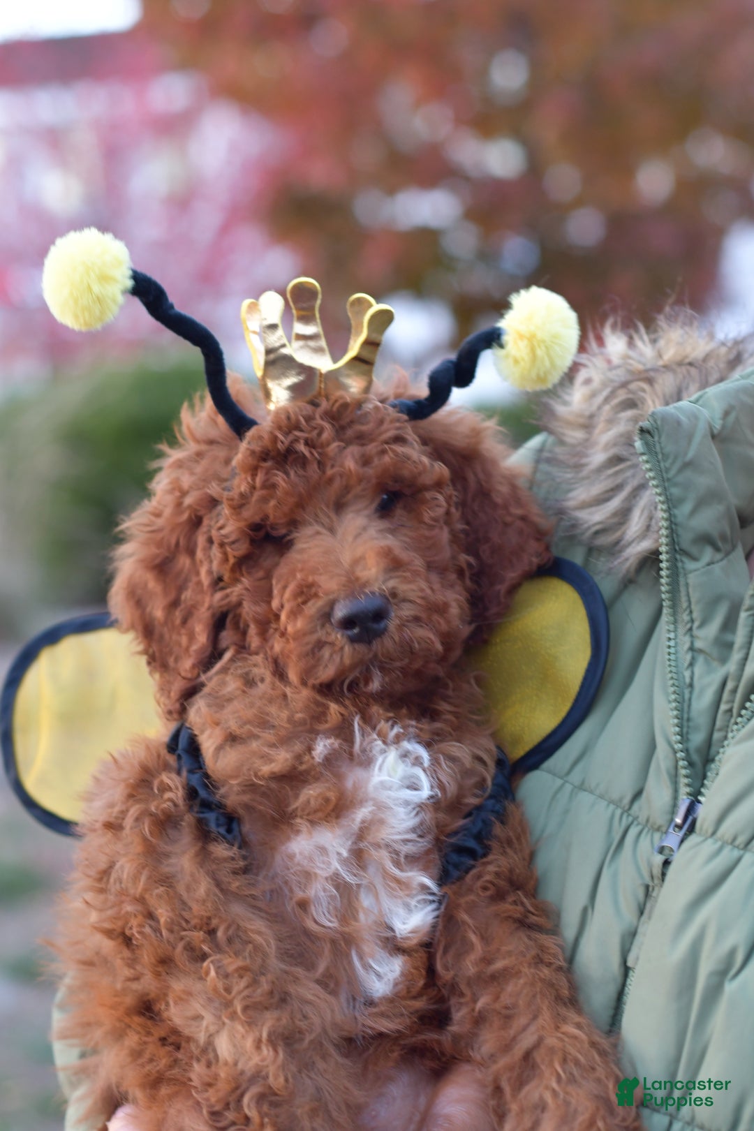 Standard Poodle dogs for sale: Clifford  - Ad 16