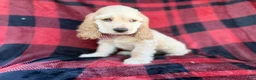 Cocker Spaniel dogs for sale: Tonka - Ad 9