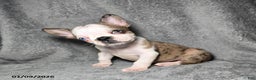 Frenchton dogs for sale: Ava  - Ad 2