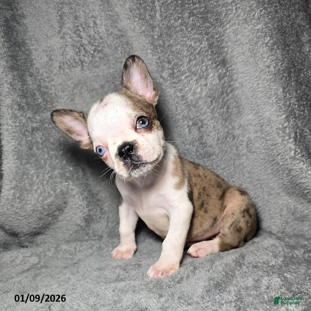 Frenchton dogs for sale: Ava  - Ad 2