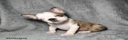 Frenchton dogs for sale: Ava  - Ad 2