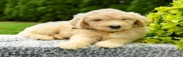 Mini Goldendoodle dogs for sale: Harris - Ad 4
