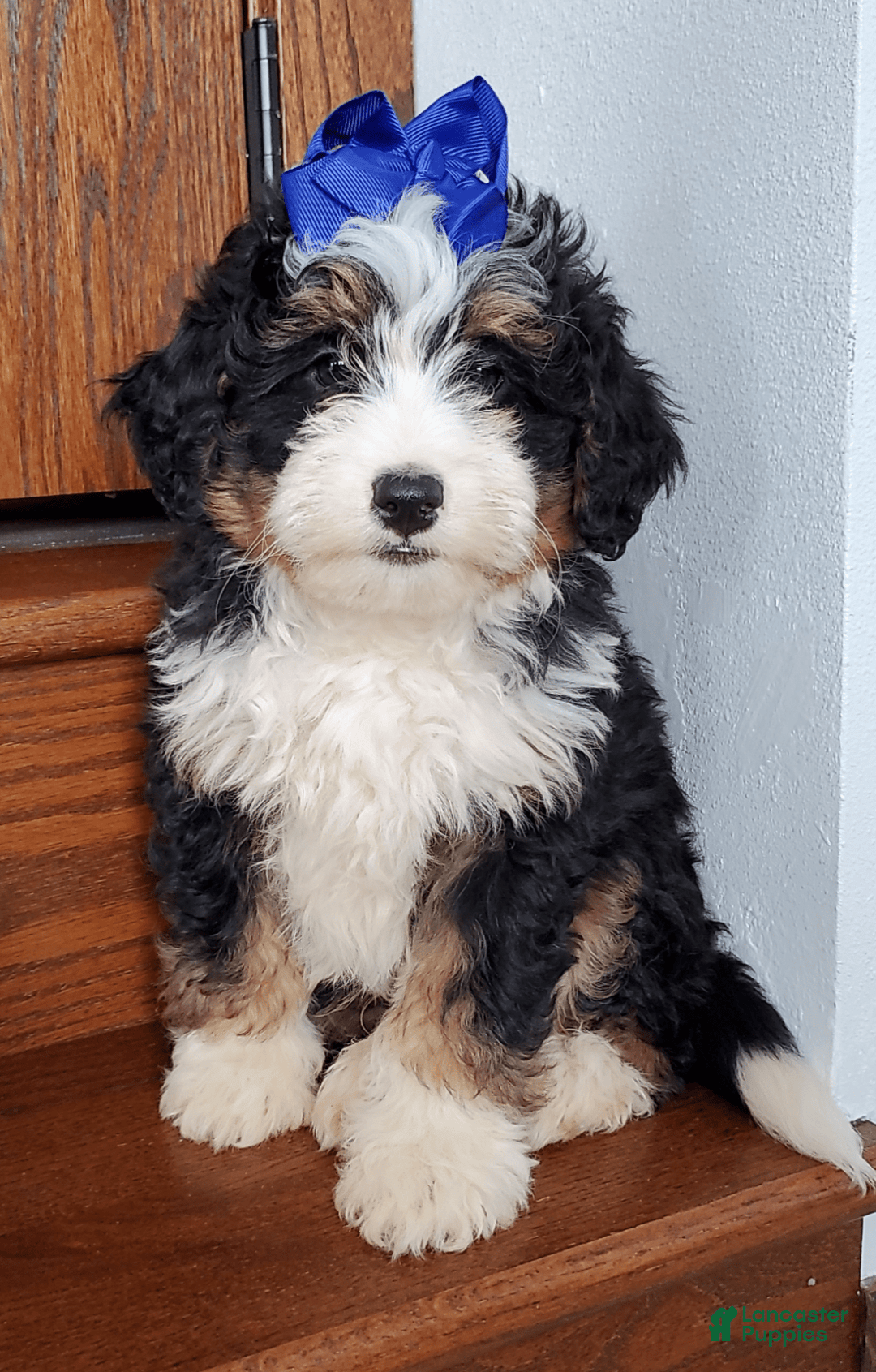 Gallery Image {{count}}