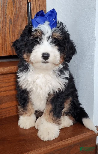 Gallery Image {{count}}