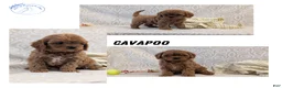 Cavapoo dogs for sale: Teddy - Ad 14