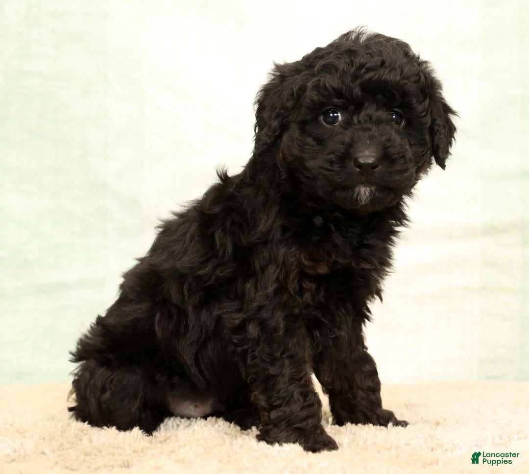 Mini Aussiedoodle dogs for sale: Benny - Ad 1