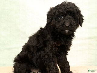 Mini Aussiedoodle dogs Benny - Ad 35