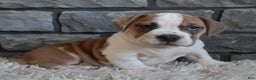 Mixed Breed dogs for sale: Tank  - Ad 8