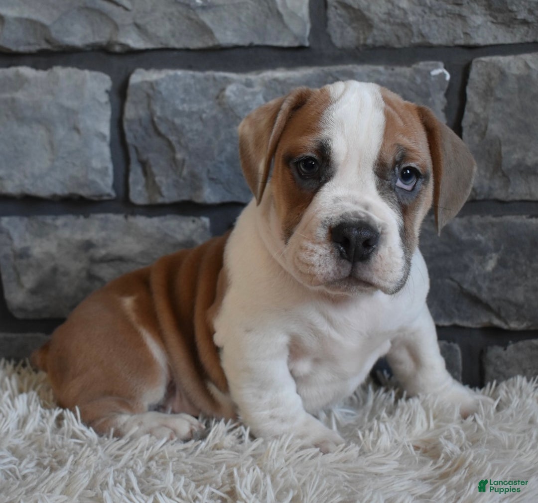 Mixed Breed dogs for sale: Tank  - Ad 8