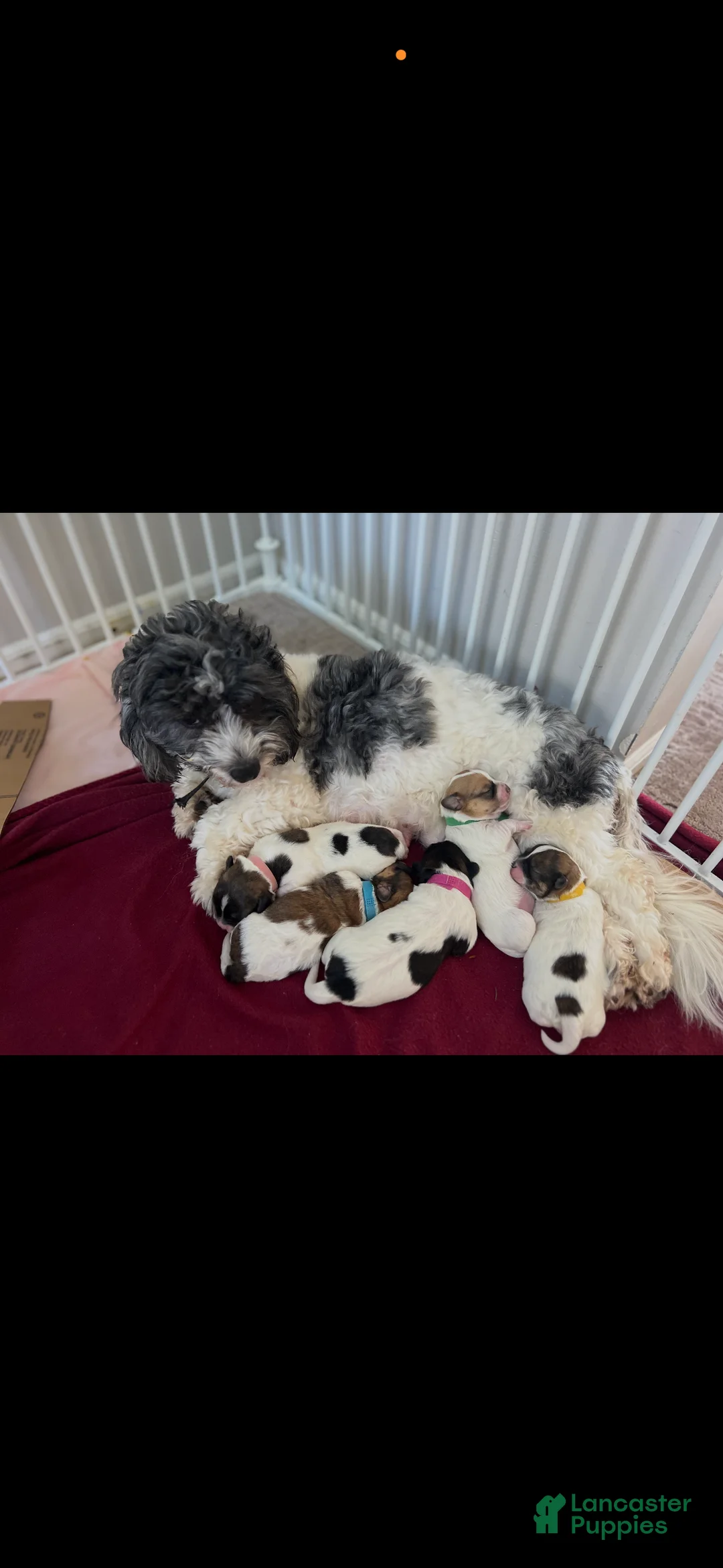 Corgipoo dogs for sale: Corgipoo Puppy 1 - Ad 4