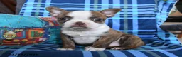 Boston Terrier dogs for sale: Question - Ad 1