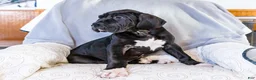 Great Dane dogs for sale: Noel - Ad 5