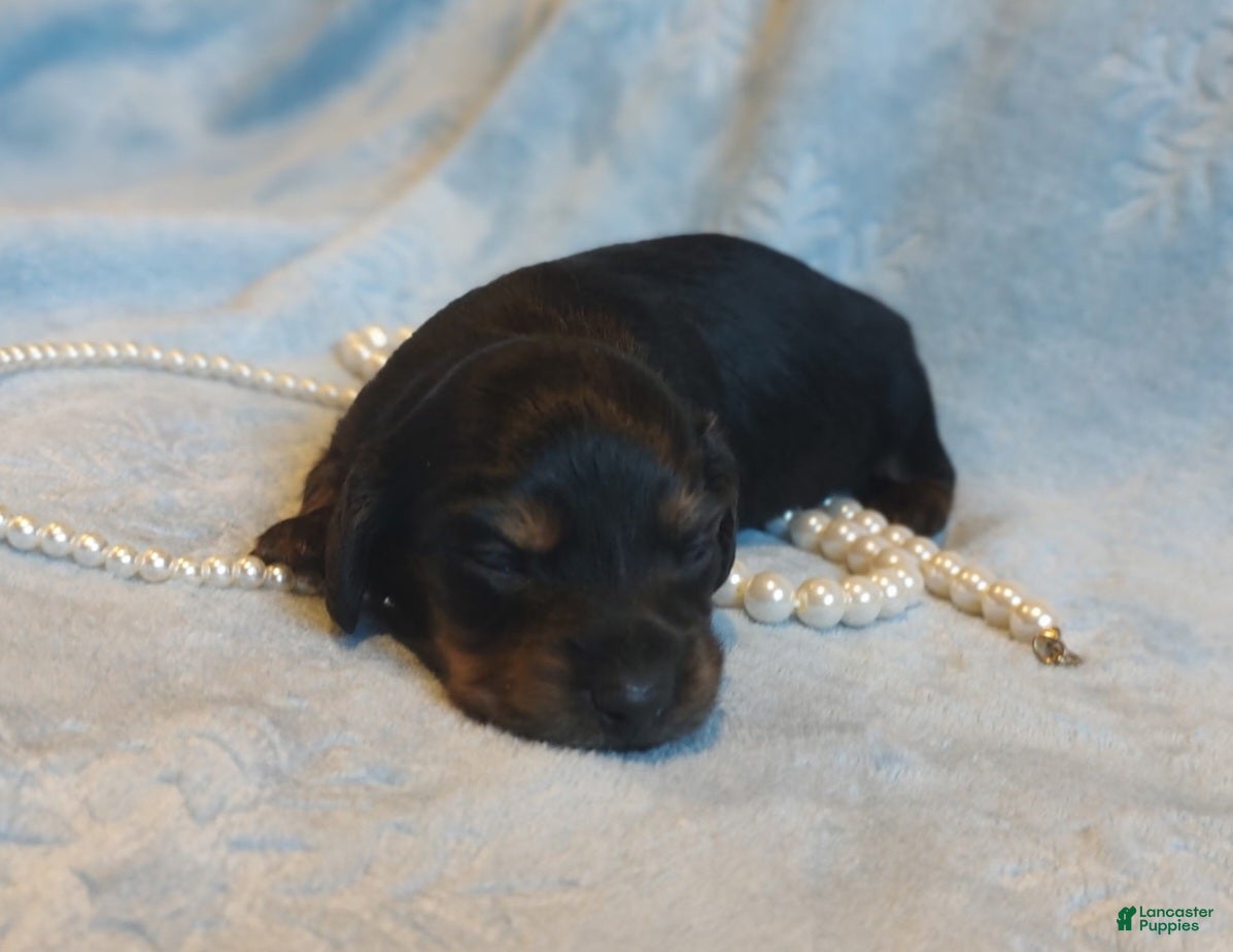Miniature Dachshund dogs Elsa - Ad 7