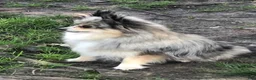 Pomeranian dogs for sale: Jenny  - Ad 8