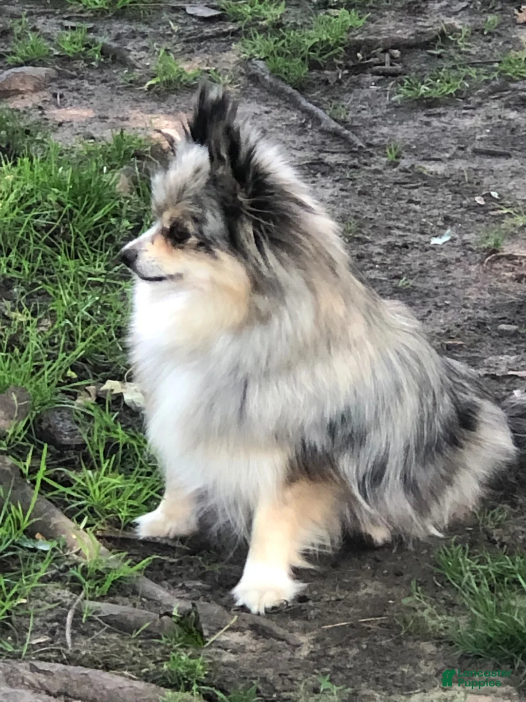 Pomeranian dogs for sale: Jenny  - Ad 8