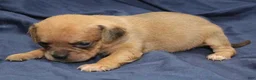 Puggle dogs for sale: Chewy - Ad 31