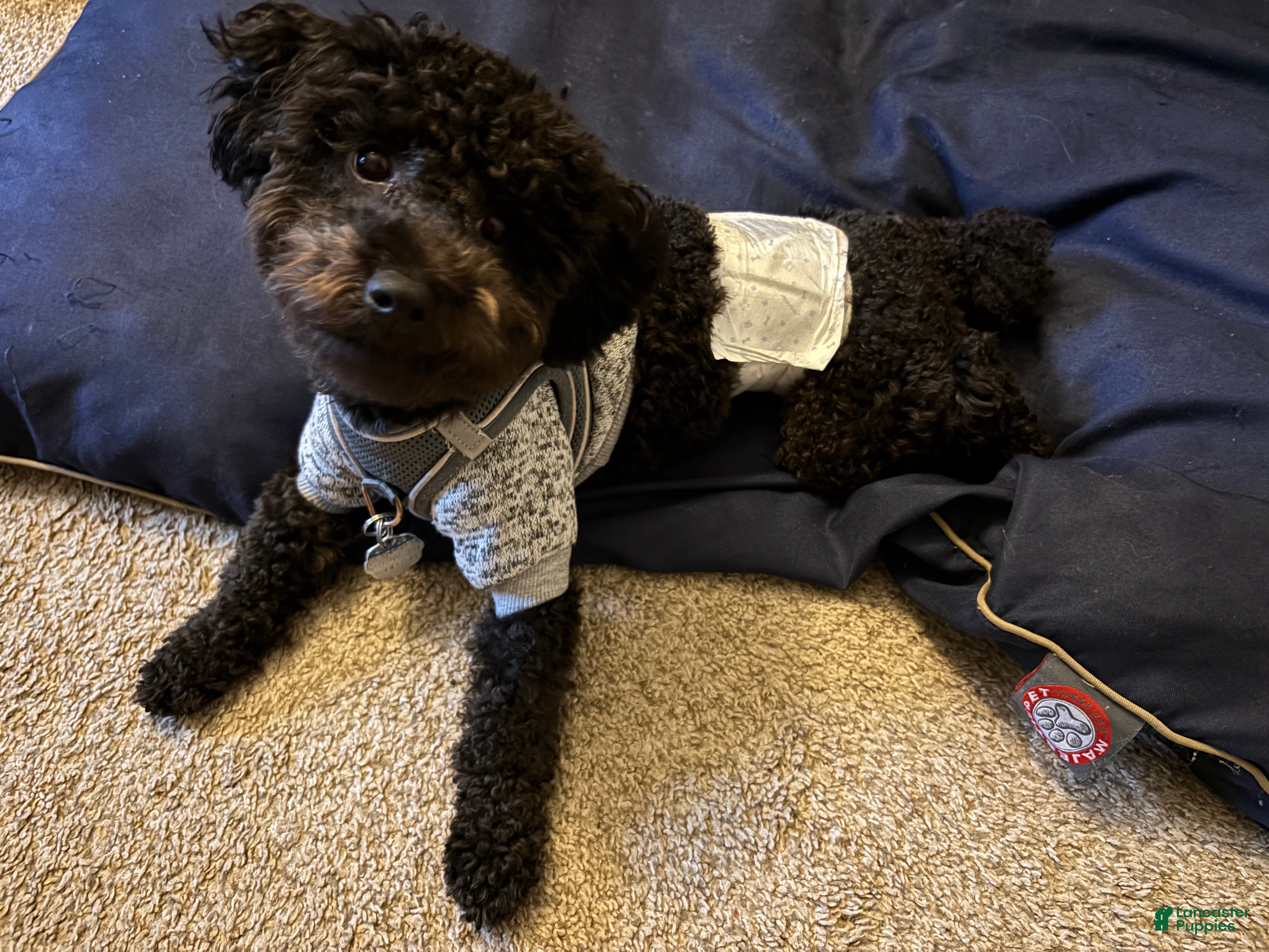 Toy Poodle dogs Stud  - Ad 2