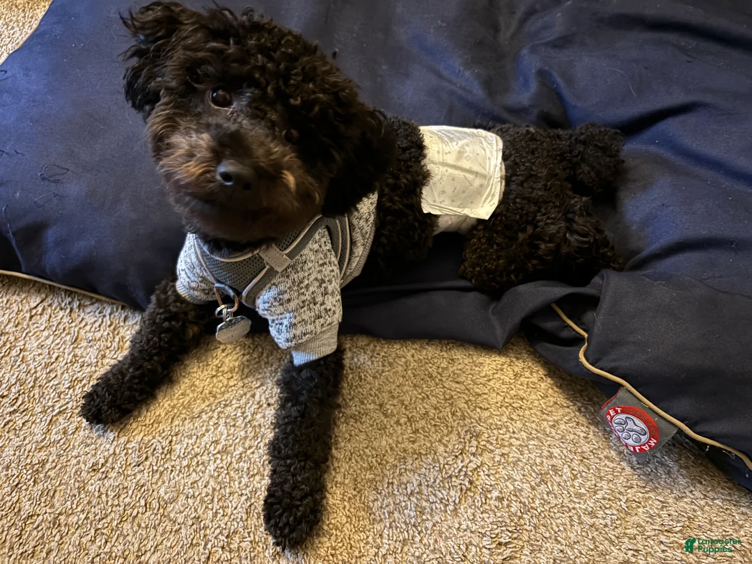 Toy Poodle dogs for stud: Stud  - Ad 1