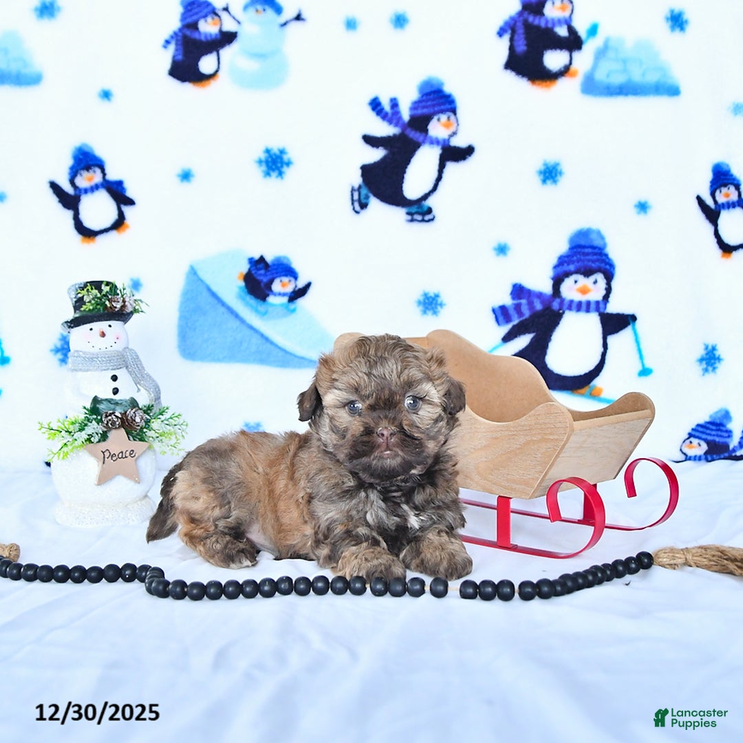 Shihpoo dogs for sale: Hazel - Ad 4