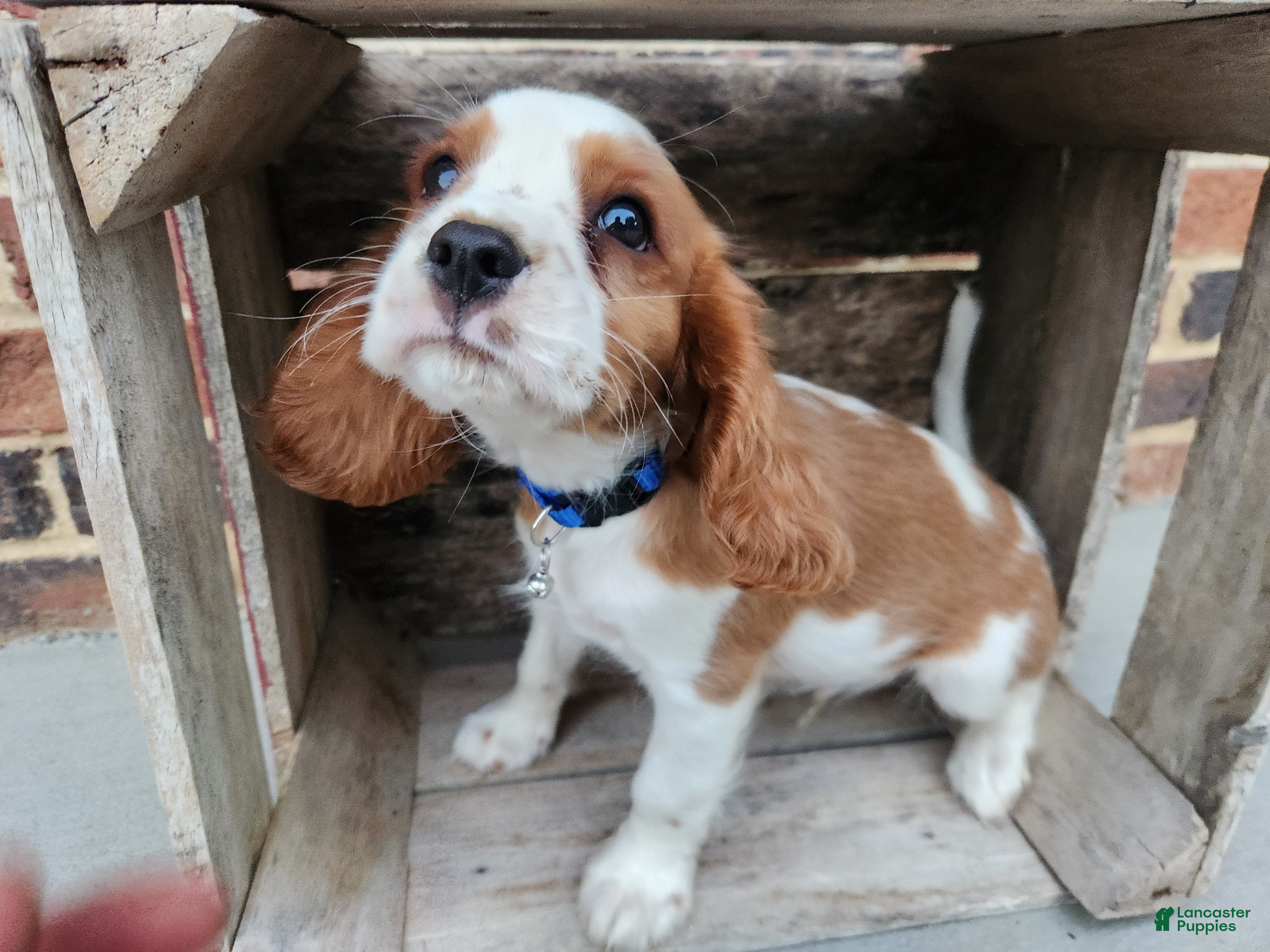 Cavalier King Charles Spaniel dogs Twix - Ad 2